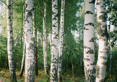 FalseFloor Birches